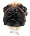 /album/foto-mops/images-jpg/