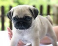 /album/foto-mops/imagesca065kj0-jpg/