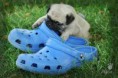 /album/foto-mops/imagesca66qh3z-jpg/