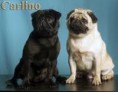 /album/foto-mops/imagesca89jtbs-jpg/