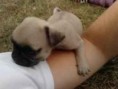 /album/foto-mops/imagescah2kzxi-jpg/