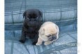 /album/foto-mops/imagescaioa1kg-jpg/