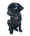 /album/foto-mops/imagescakg954z-jpg/