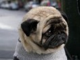 /album/foto-mops/imagescaki8caj-jpg/