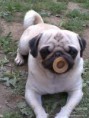 /album/foto-mops/imagescayy1loz-jpg/