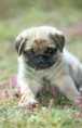/album/foto-mops/majinky-jpg/