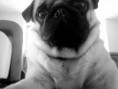 /album/foto-mops/befunky-b-w-1-jpg/