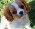 /album/foto-kavalier/bella-the-cavalier-king-charles-spaniel-32670-2009-08-18-w450-jpg/