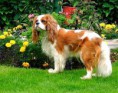/album/foto-kavalier/cavalier-king-charles-spaniel-1-jpg/