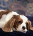 /album/foto-kavalier/cavalier-king-charles-13-jpg/