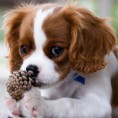/album/foto-kavalier/cavalier-king-charles-spaniel-jpg/