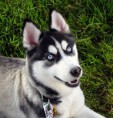 /album/foto-husky/a220px-siberian-husky-blue-eyes-flickr-jpg/