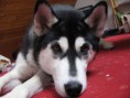 /album/foto-husky/a800px-brown-eye-siberian-husky-jpg/