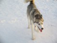 /album/foto-husky/a800px-dog-park-husky-jpg/
