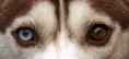 /album/foto-husky/a800px-siberian-husky-heterchromia-edit-jpg/
