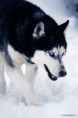 /album/foto-husky/husky-ii-jpg/