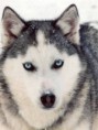 /album/foto-husky/siberian-jpg/