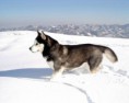 /album/foto-husky/siberian-husky3-jpg/