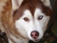 /album/foto-husky/siberian-husky-copper-bi-eye-jpg/