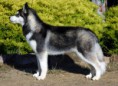 /album/foto-husky/siberian-husky-jpg/